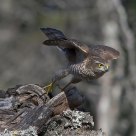 Eurasian Sparrowhawk